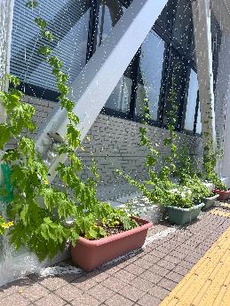 R7芦辺グリーンカーテン2