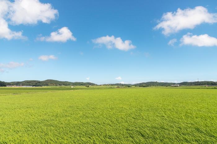 壱岐島 深江田原