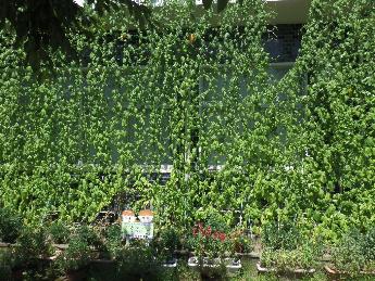 優秀賞　沼津小学校