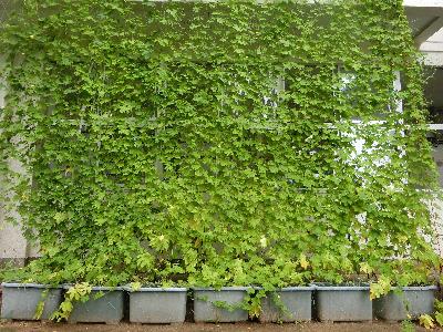 優秀賞　柳田小学校